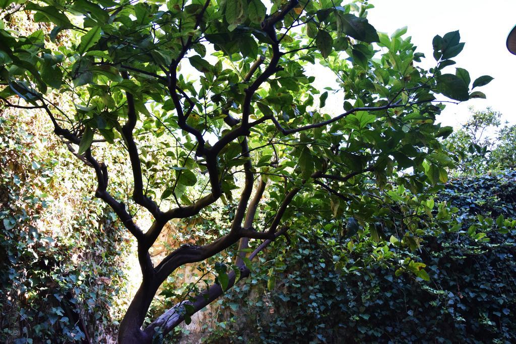 Artroom Garden Νότο Εξωτερικό φωτογραφία